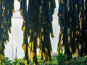 Kan Fucoxanthin hjælpe dig med at tabe dig?